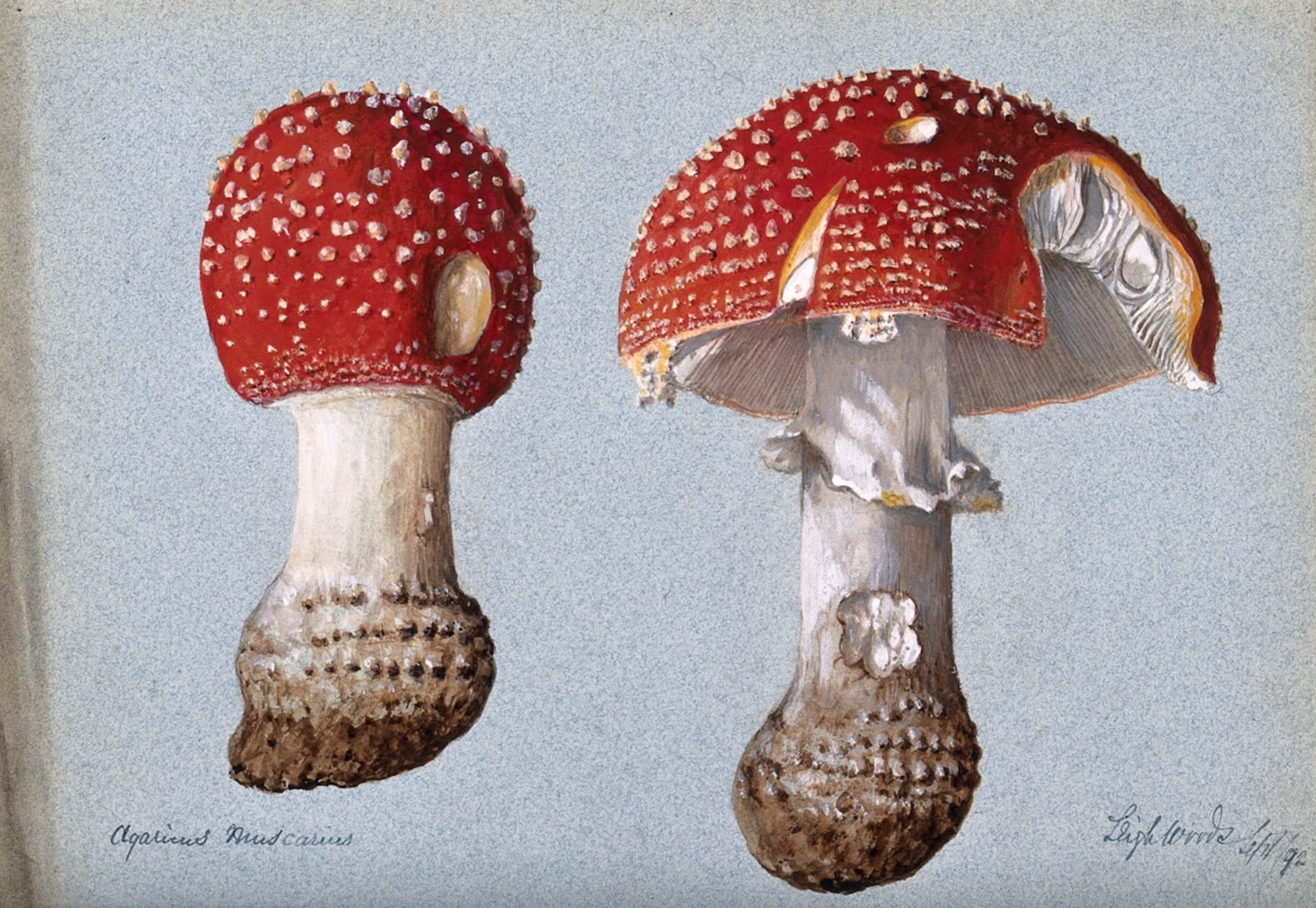 What Do The Fungi Want?
