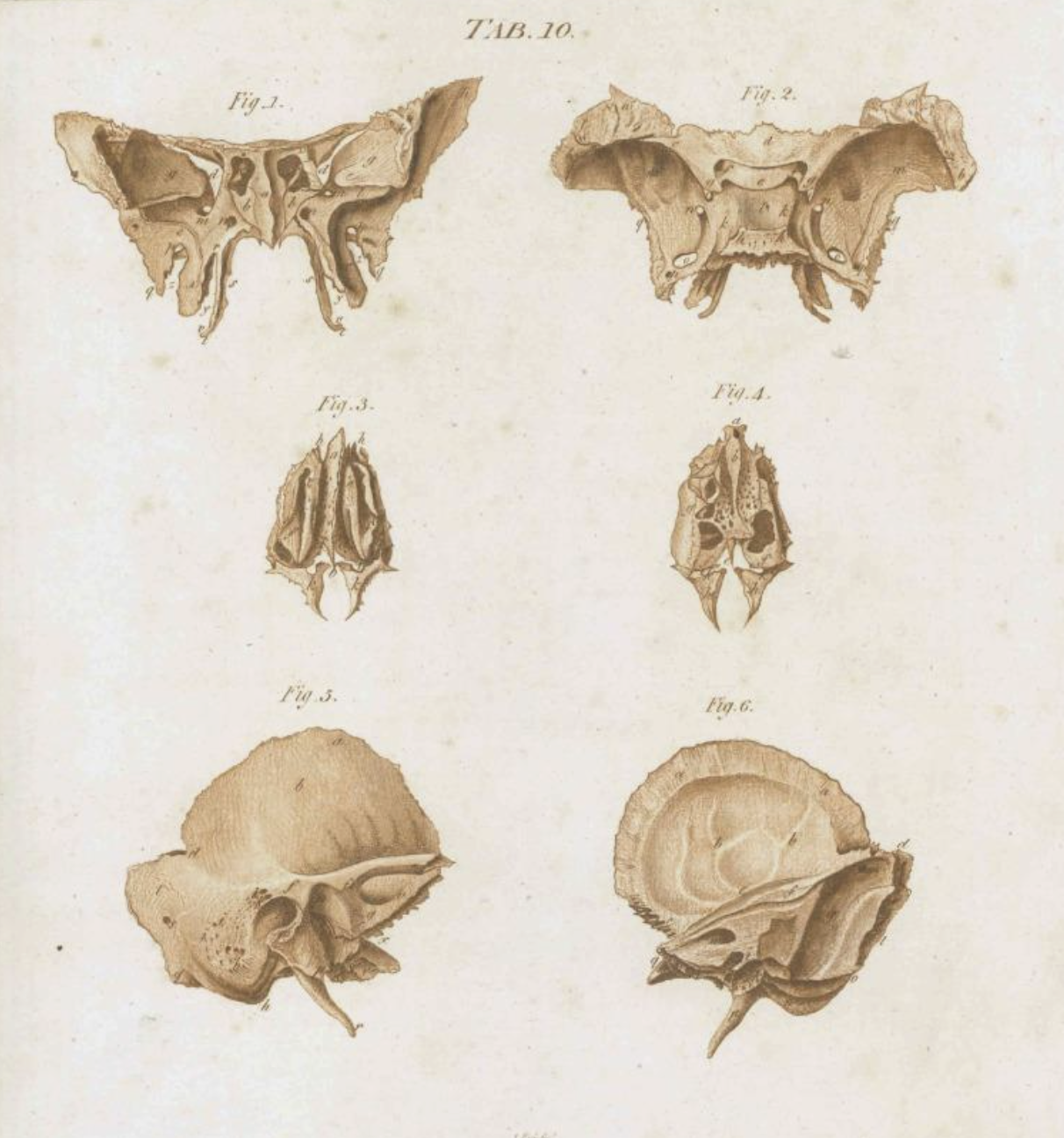 Artwork featured in the article A Story of Three Bones