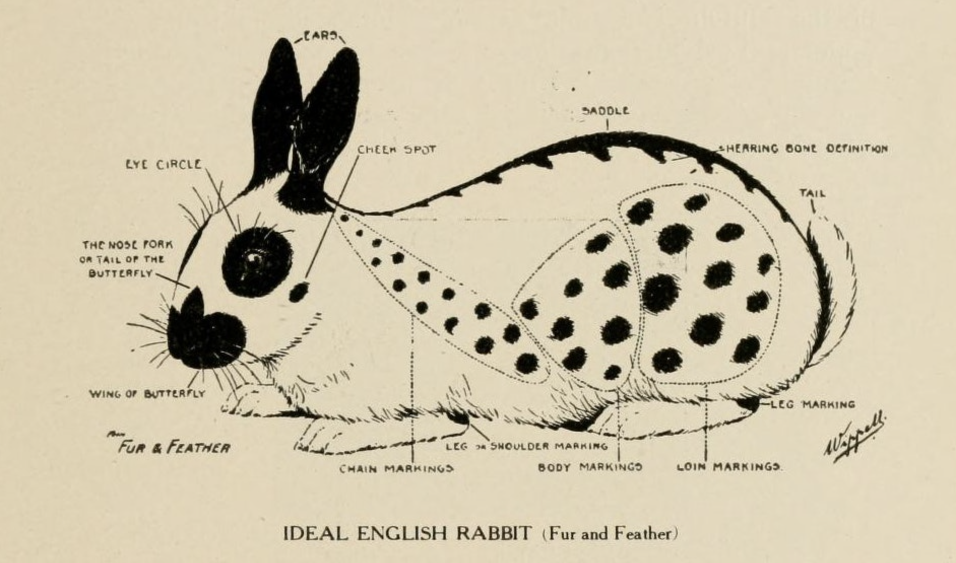 An attempt at a classification of the perfect form of a rabbit. (1915)