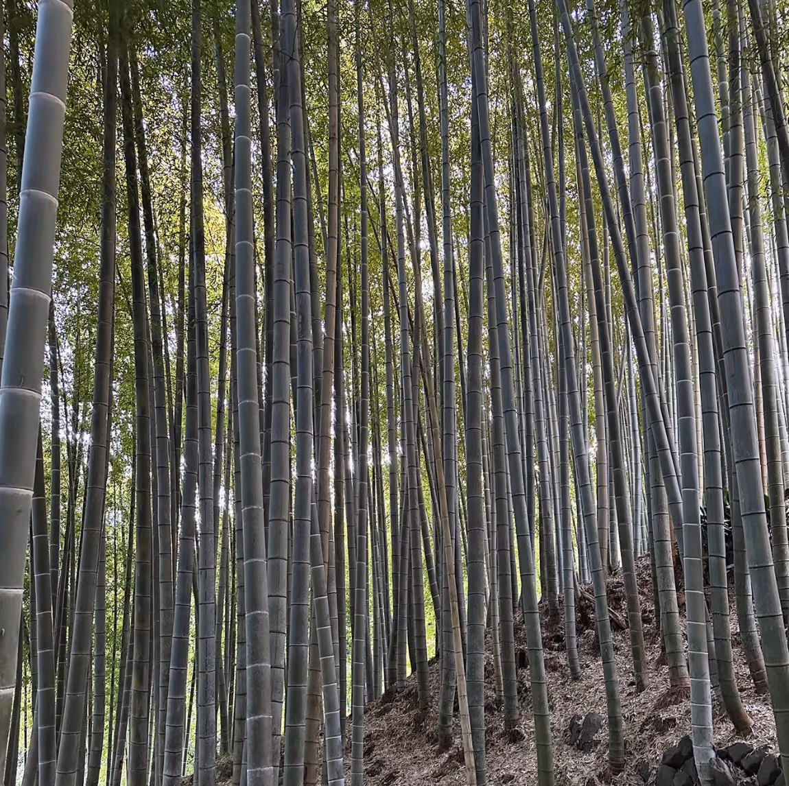 Bamboo Grove. Enora Observatory. Hiroshi Sugimoto 2017
