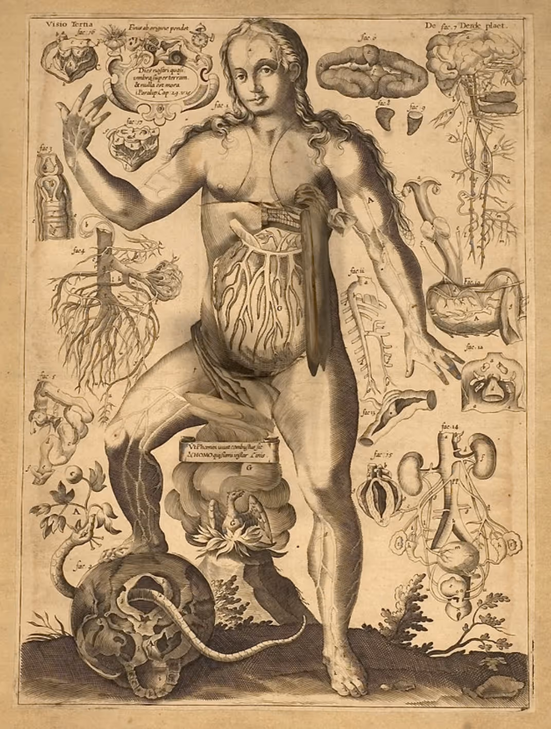 Anatomical Flap Book (1667). Remmelin