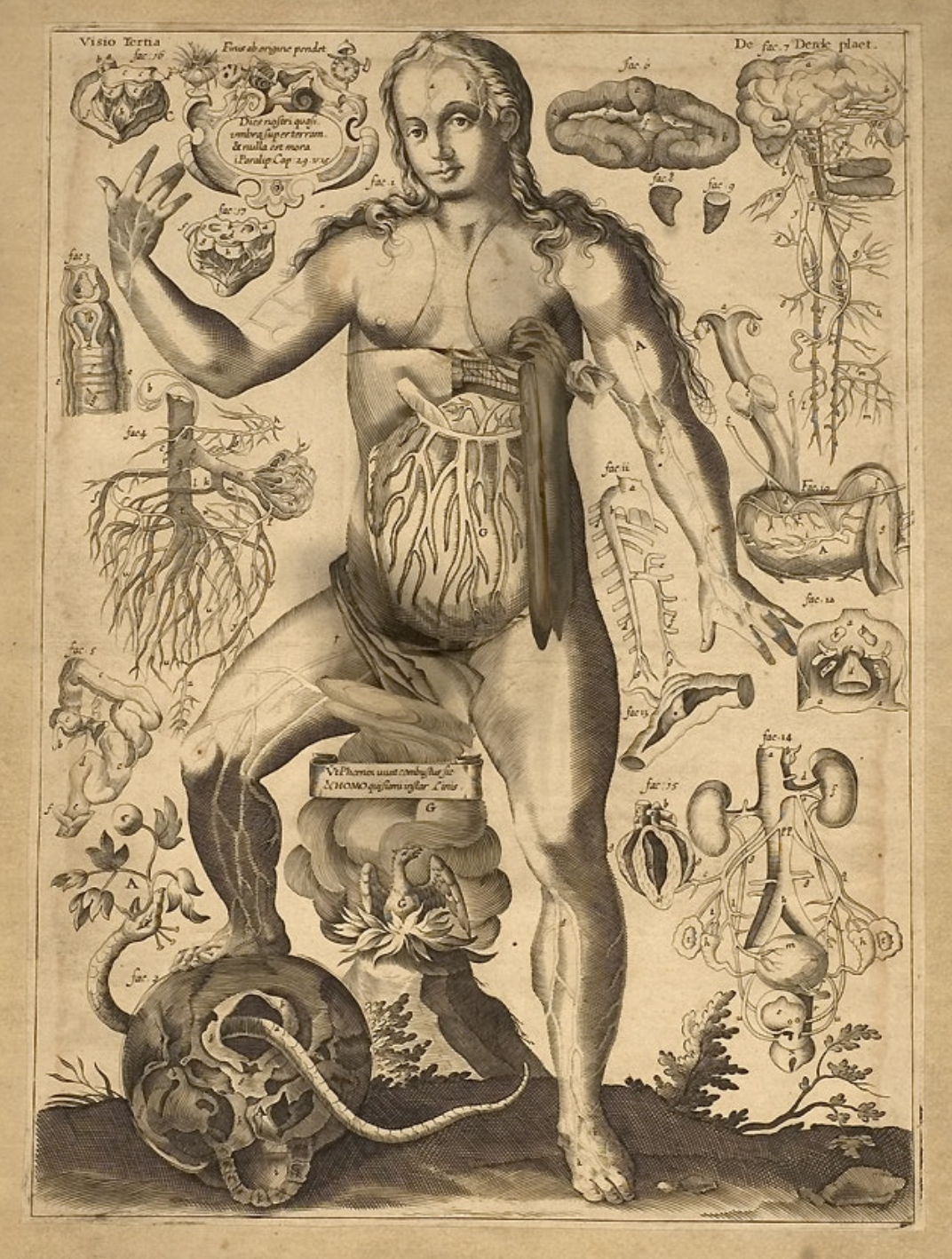 Anatomical Flap Book (1667). Remmelin