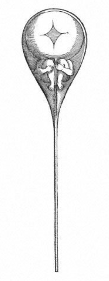 Hartsoeker's vision of sperm