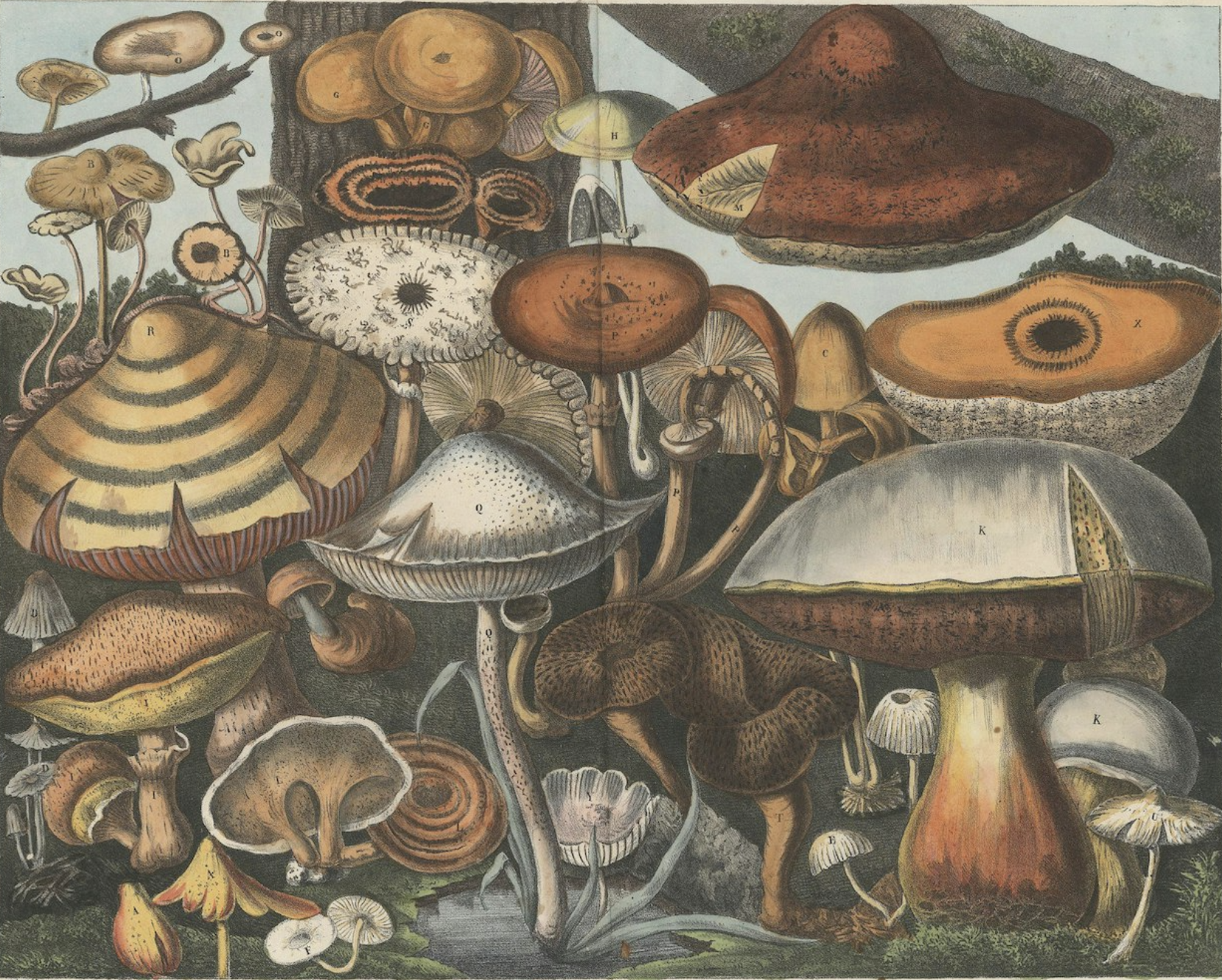 Atlas des Champignons (1827). M. E. Descourtilz,