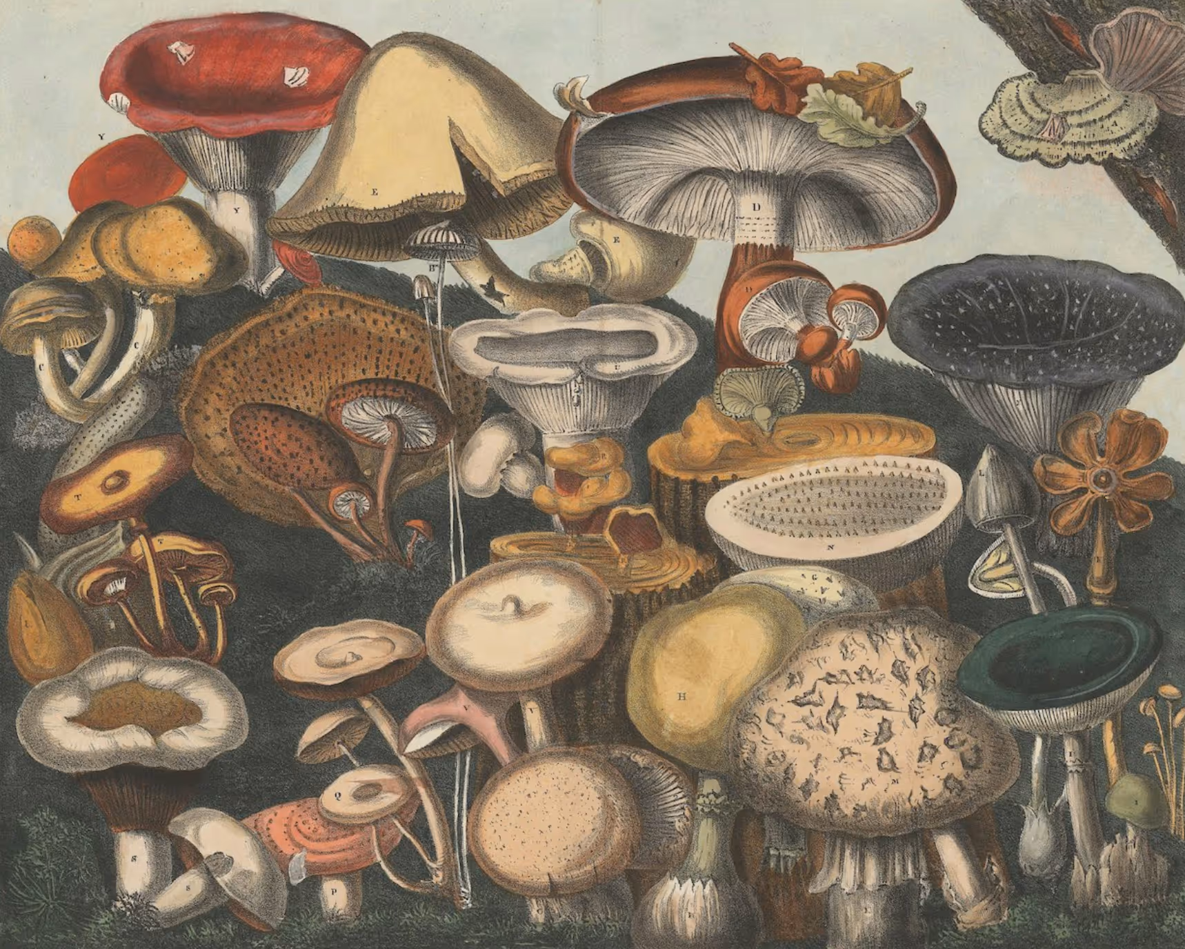 Atlas des Champignons, M. E. Descourtilz. 1827