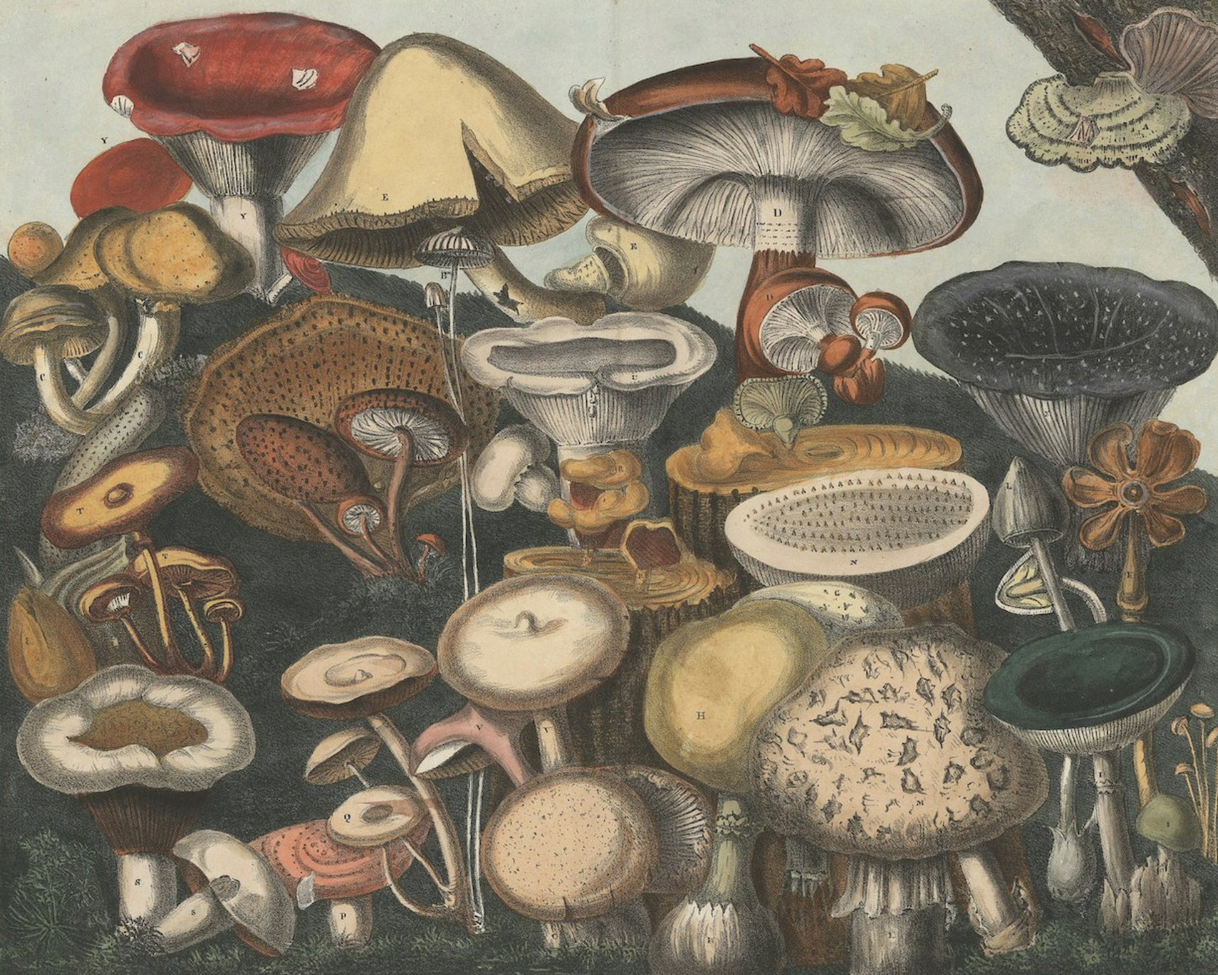 Atlas des Champignons, M. E. Descourtilz. 1827