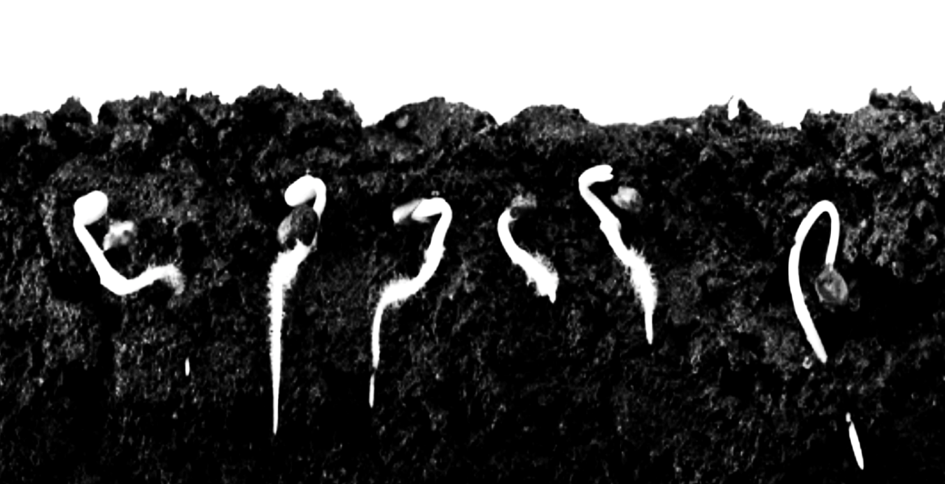 46 Rising - The I Ching