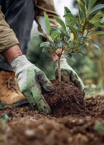 Person wearing gloves planting a small leafy tree in soil outdoors.