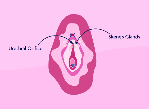 squirting diagram showing urethral orifice and Skene's glands