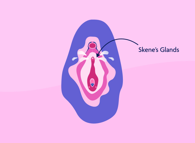 female ejaculation diagram showing Skene's glands