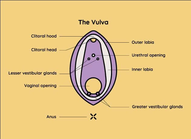 parts of the vulva