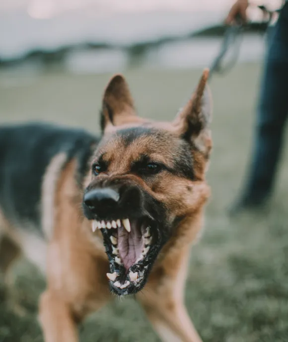 Aggressive German Shepherd dog snarling with mouth open, showing teeth, outdoors on grass with a person holding its leash.