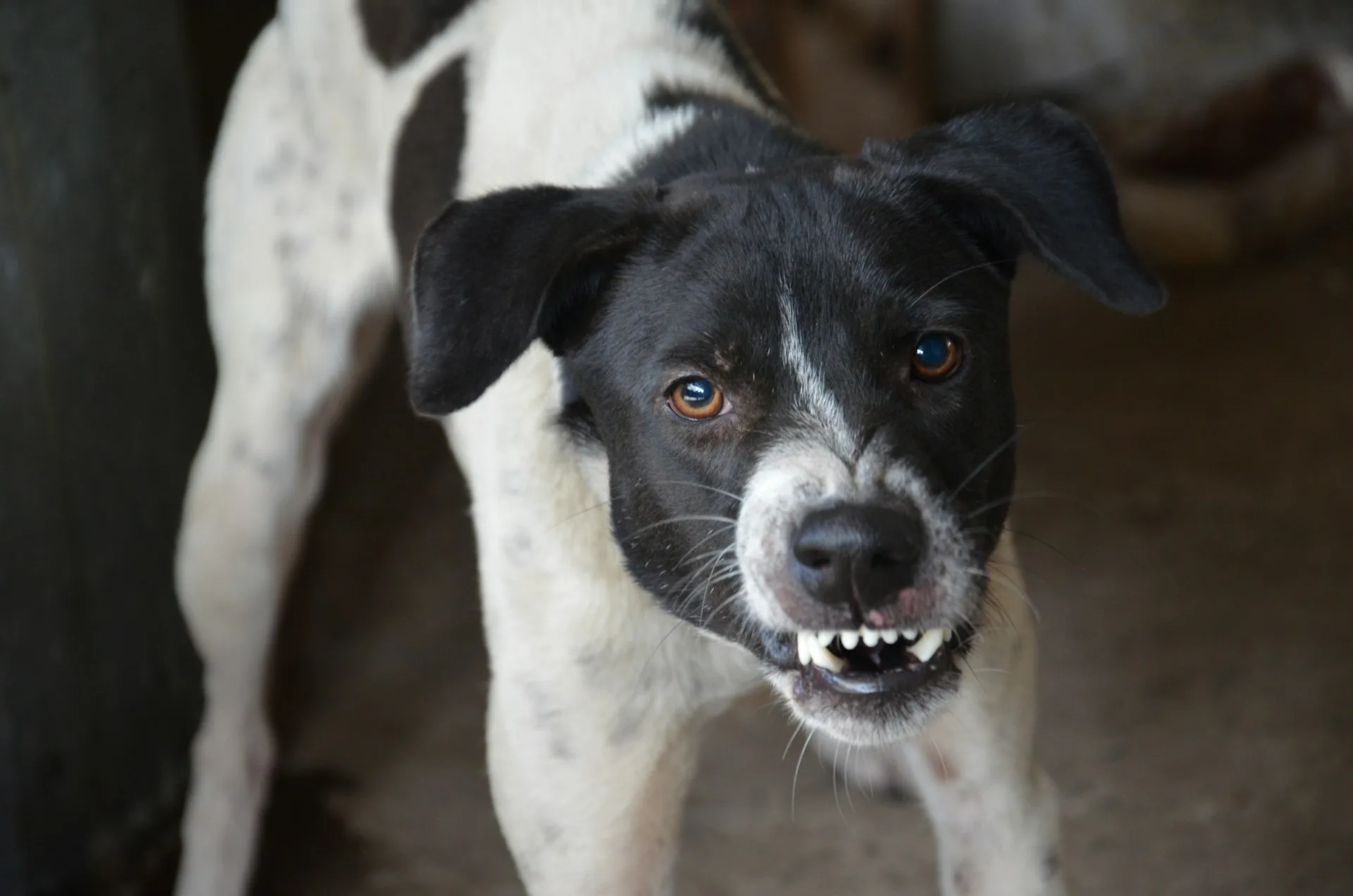 Aggressive dog preparing to bite