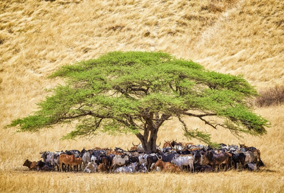 2026 im Fokus: Pastoralismus und Weidelandschaften