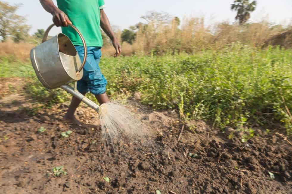 Die Landwirtschaft: eine unsichere Beschäftigung für junge Menschen im subsaharischen-Afrika