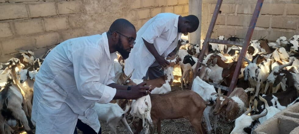 Unsicherheit und humanitäre Krise im Sahel: Herausforderungen und Perspektiven