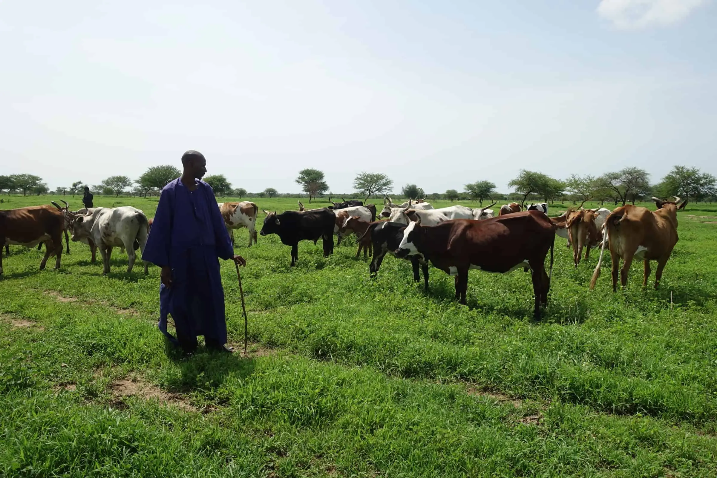 Milch ohne Grenzen: Nahrungsmittel- und Ernährungssicherheit, Einkommen und Beschäftigung 