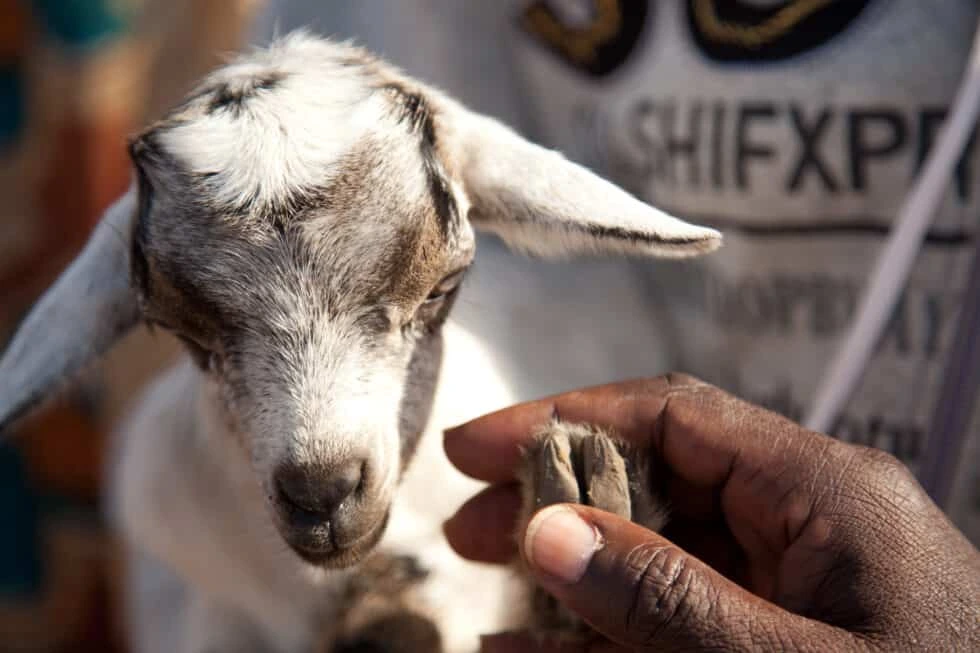 VSF-Suisse feiert Geburtstag: 35 Jahre Einsatz für Menschen und Tiere in Afrika