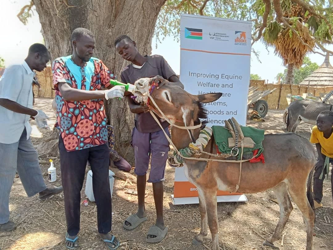 Stärkung der Tiergesundheitsdienste für Pferde und Esel in Südsudan