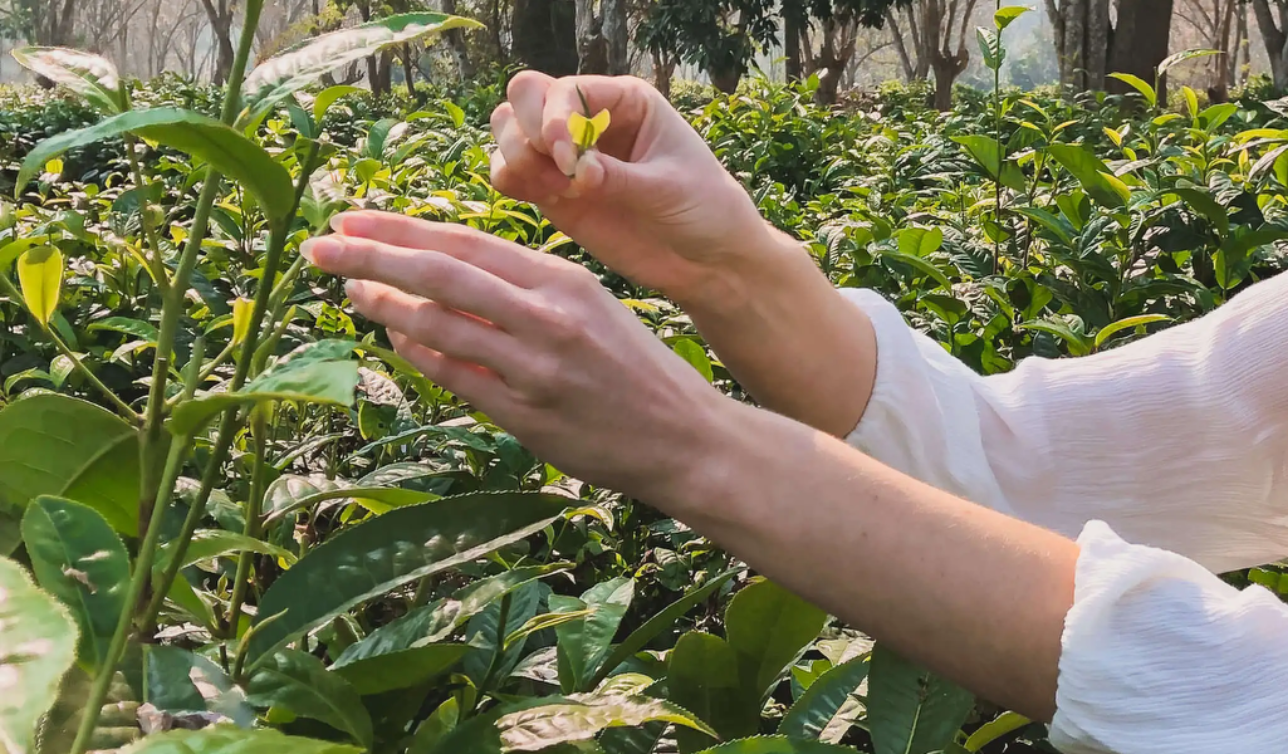 LocoSolo Chiang Mai to Chiang Rai: The Open Table