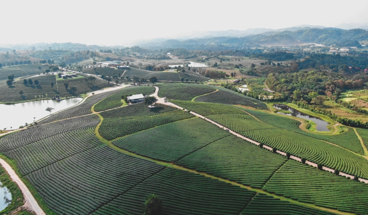LocoSolo Chiang Mai to Chiang Rai: The Open Table