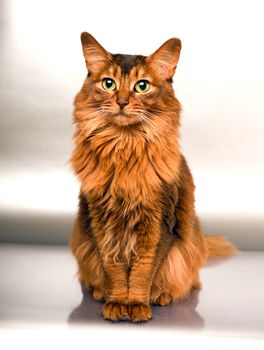 Somali cat for sale