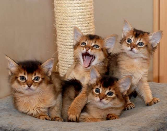 Find your perfect Somali cat for sale at our website