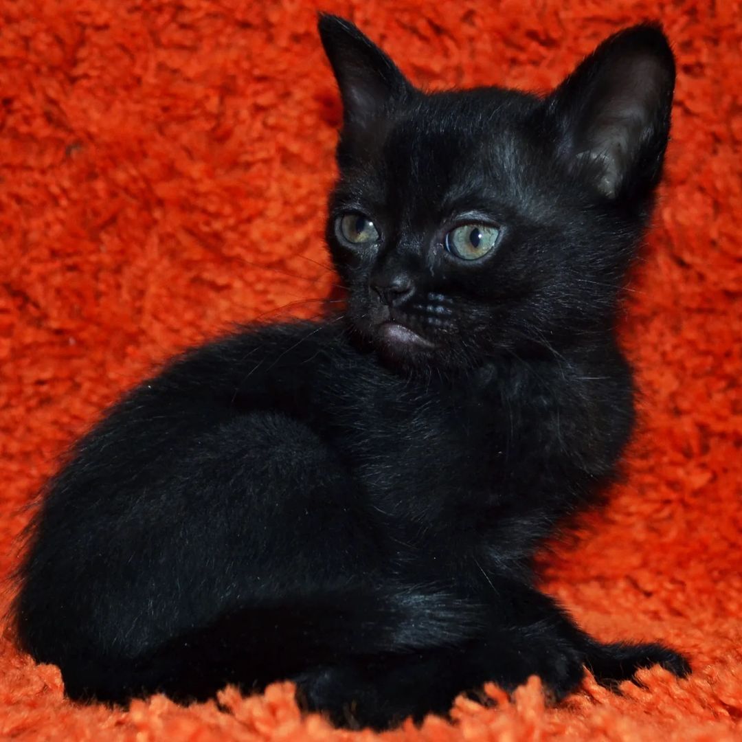 Bombay  kittens for sale washington state