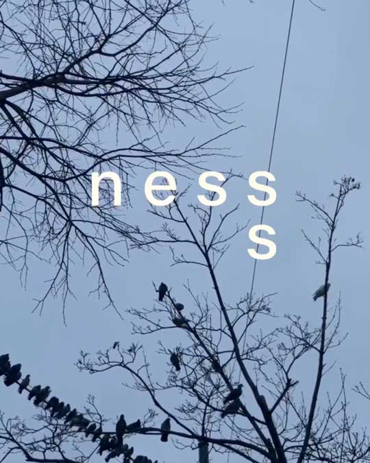 Birds perched on bare tree branches against a gray sky with white text reading nesss.