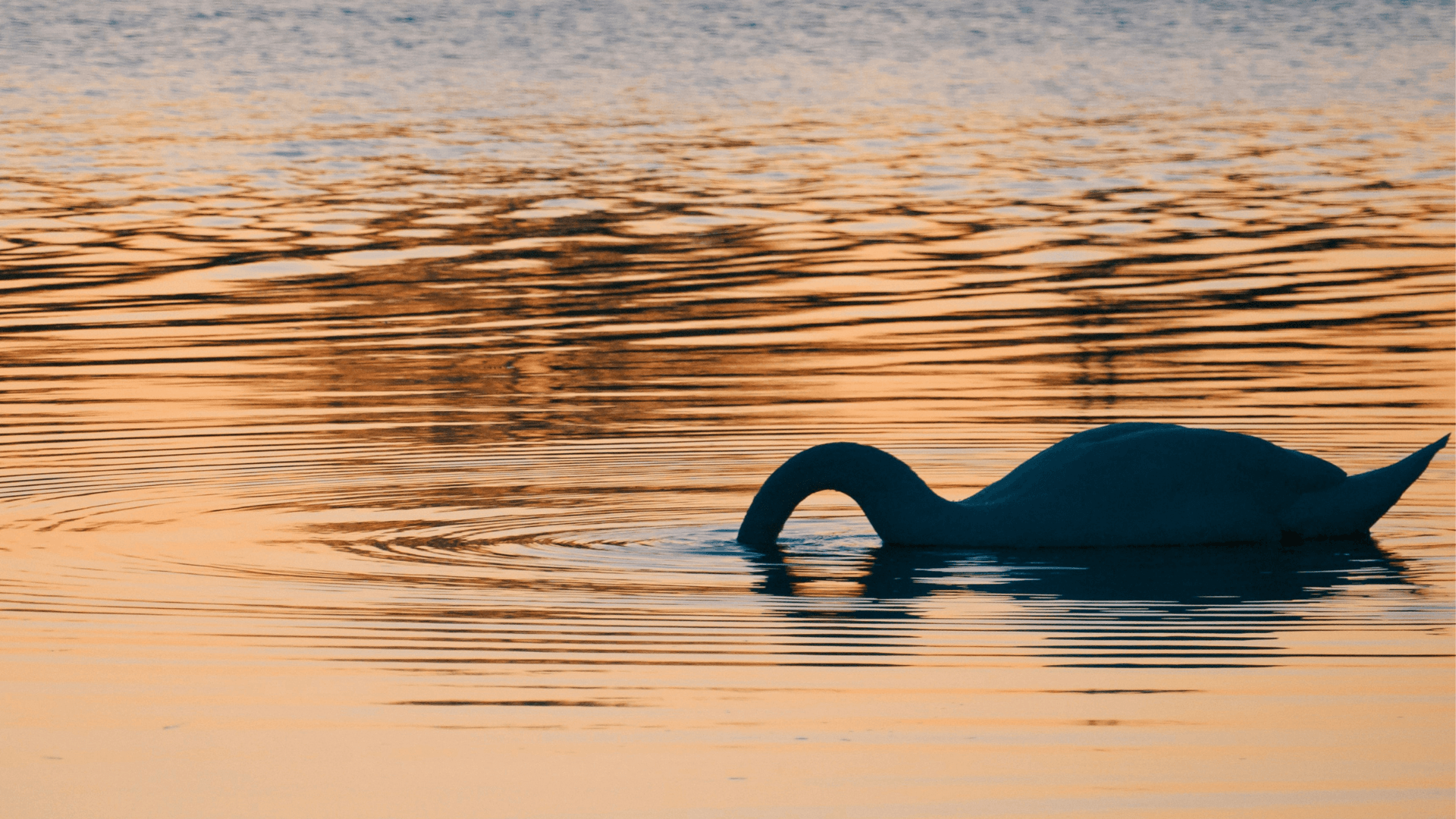 A sunset-inspired view of a swan swimming on a lake