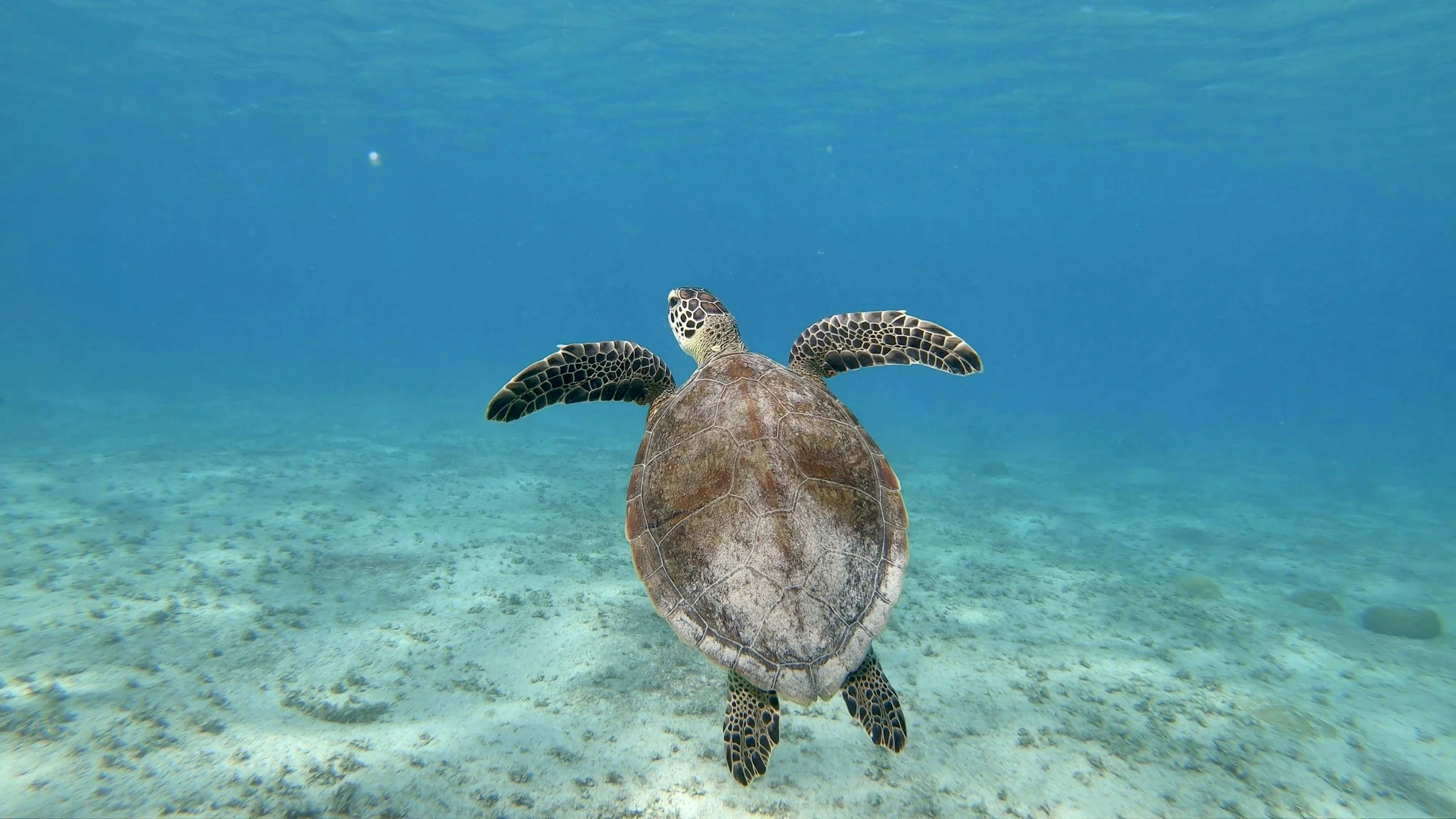 Plastic Podcast Episode 6: Turtles and Straws