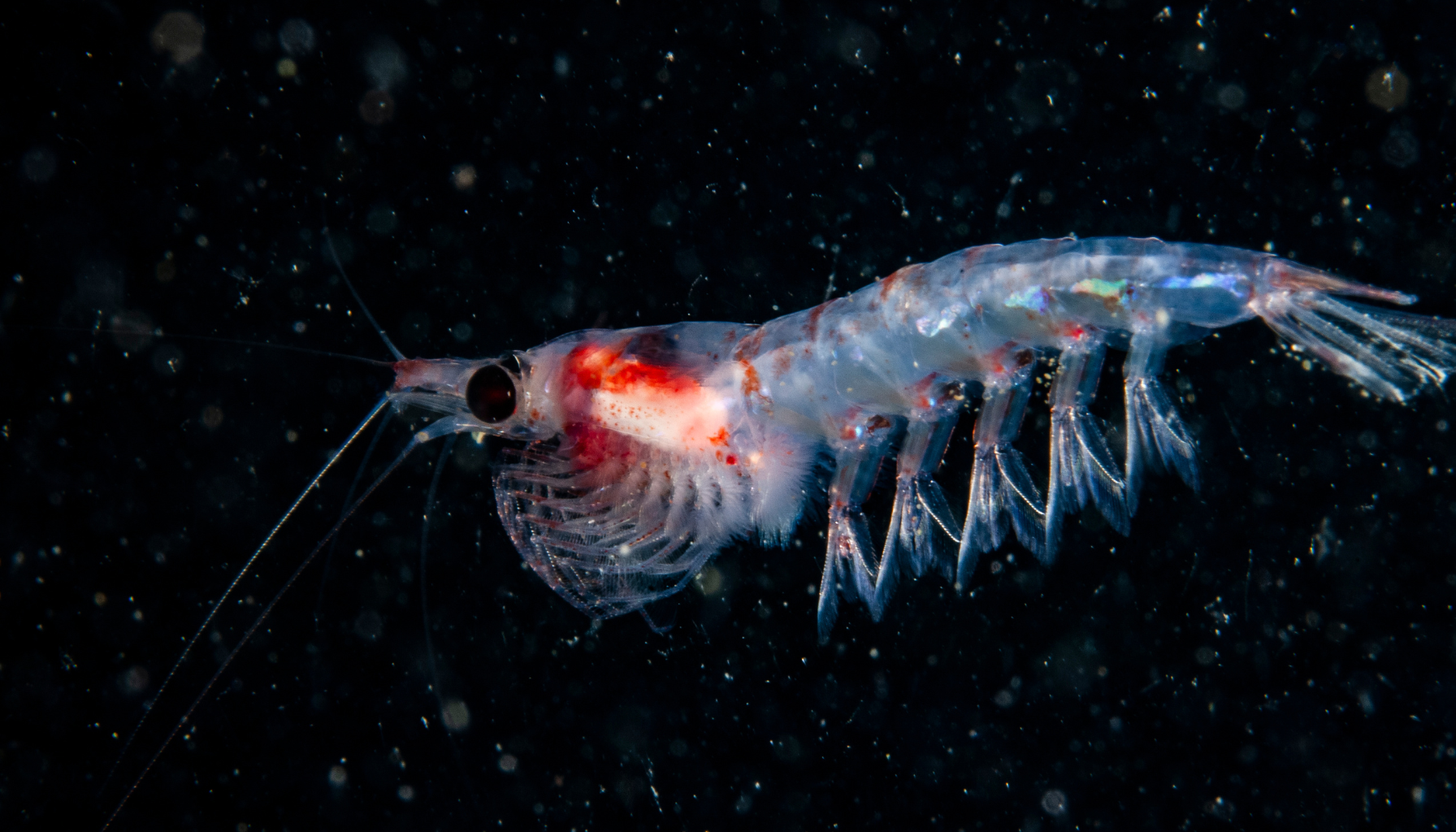 South Pole Episode 15. Antarctic Krill: Where governance, science and industry meet