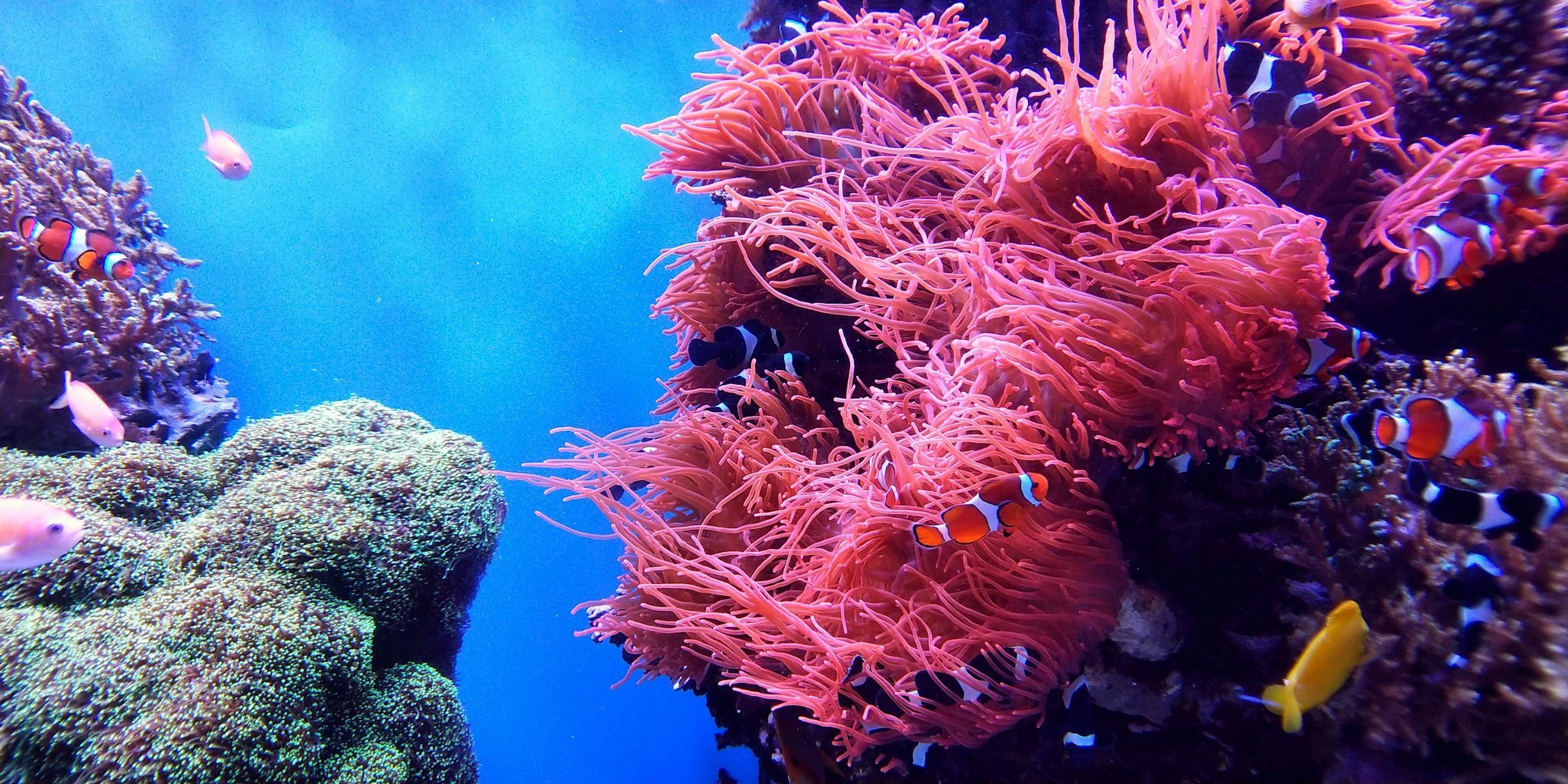Plastic Podcast Episode 19: How do plastics impact coral reefs?