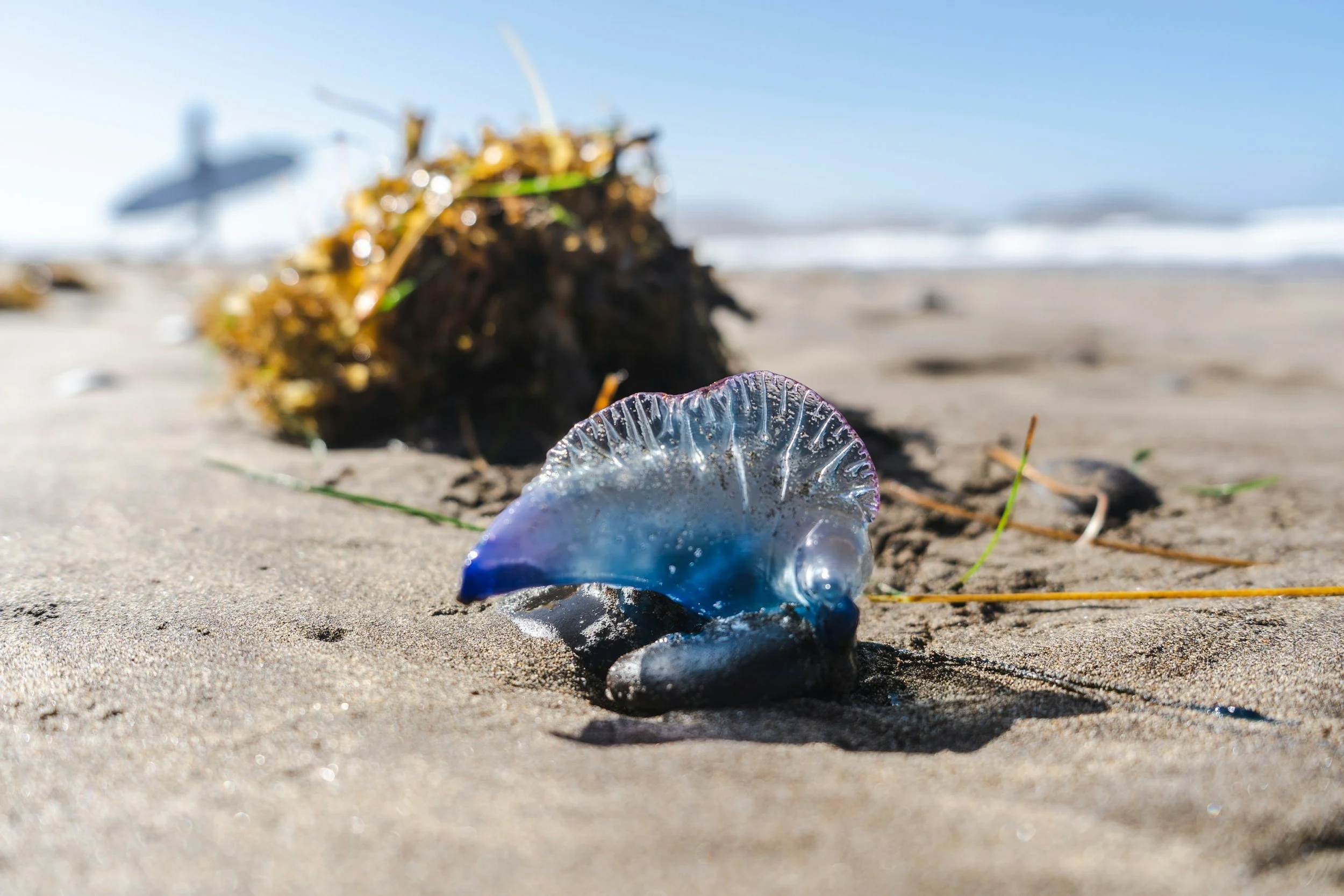 Plastic Podcast Episode 25: Neuston: Life on an Ocean Garbage Patch