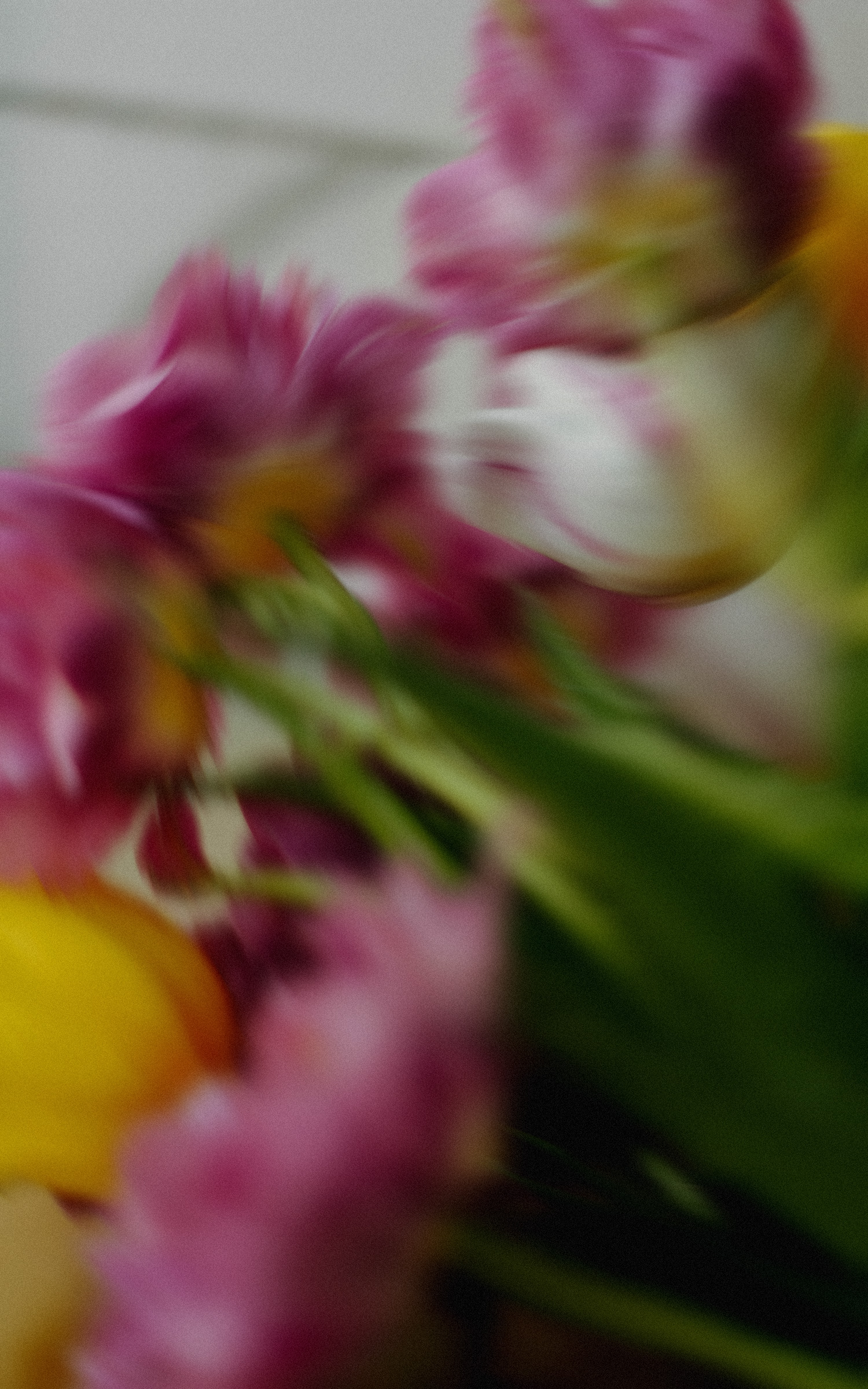 Blurred close-up of pink, white, and yellow flowers with green stems and leaves.