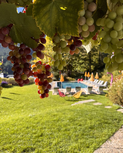 Clusters of ripe red and green grapes hanging from vines with a sunlit backyard and pool area with lounge chairs and umbrellas in the background.