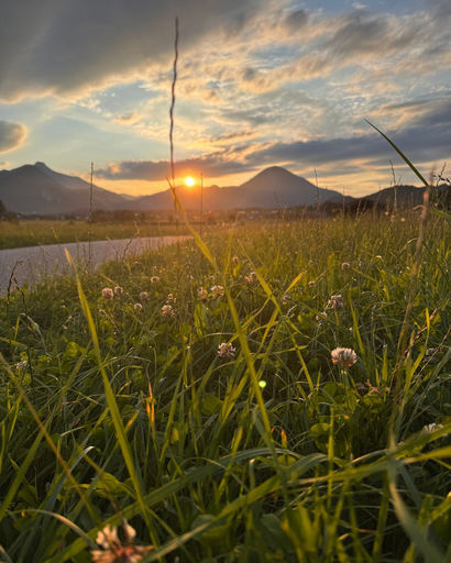 Sun setting behind mountains with foreground of green grass and clover flowers under partly cloudy sky.
