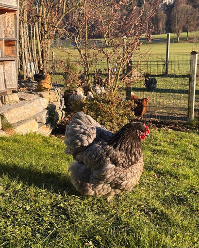 A fluffy gray chicken standing on green grass near a garden fence with other chickens and a stone wall in the background.