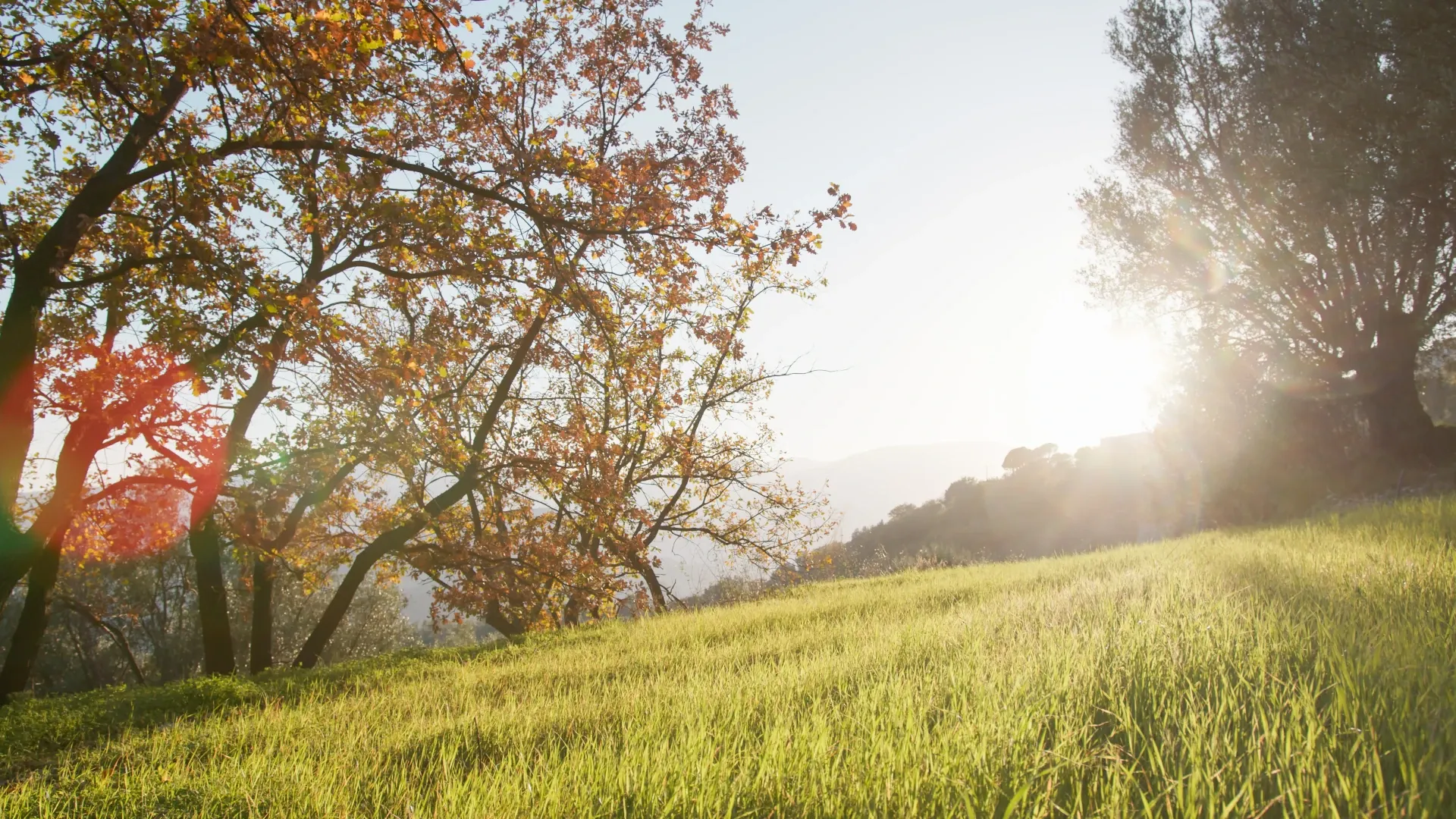 green-field-meadow-in-the-sicily-countryside