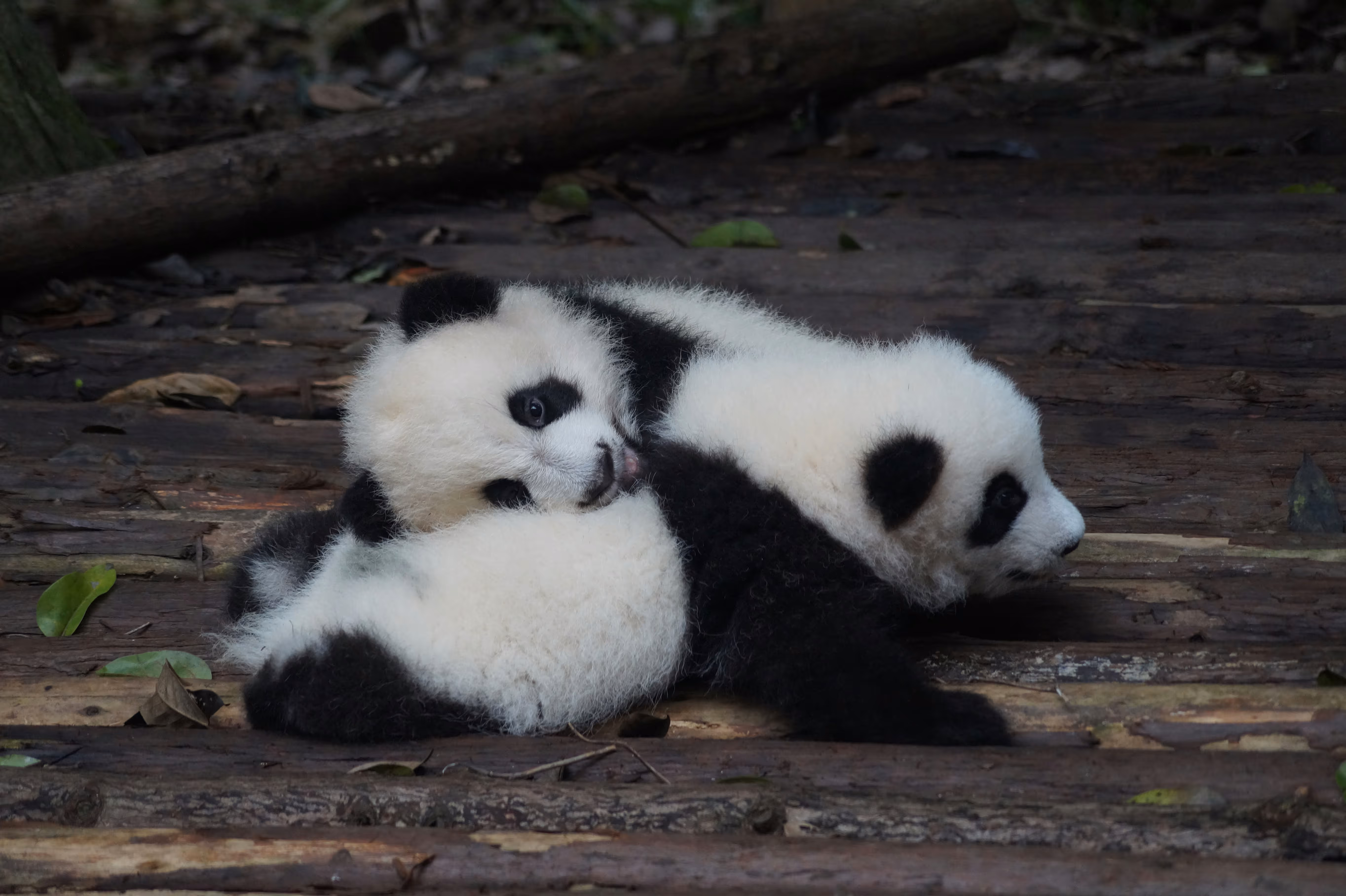 Giant panda eating bamboo in a forest habitat.