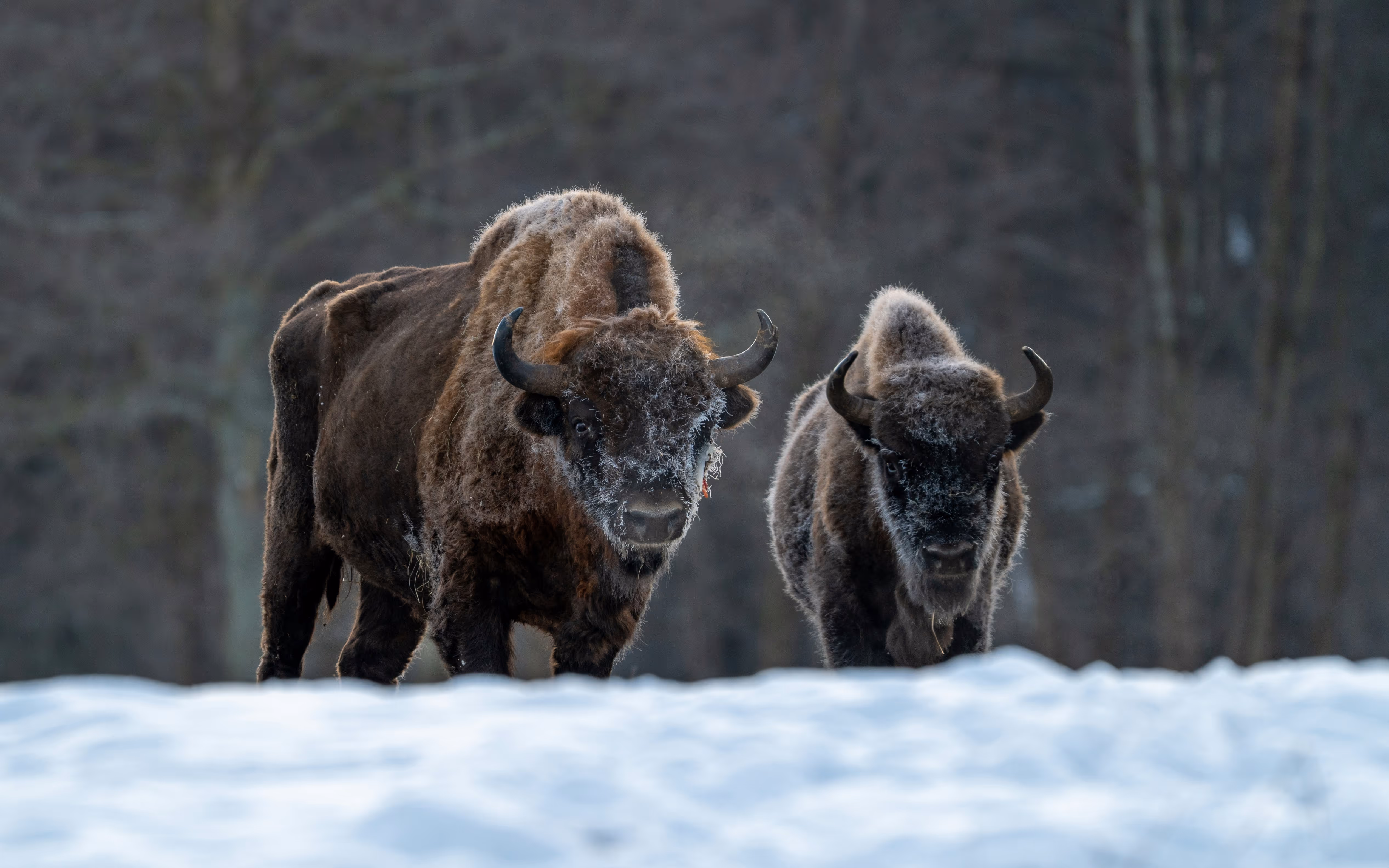 Large bison walking through a natural prairie landscape.