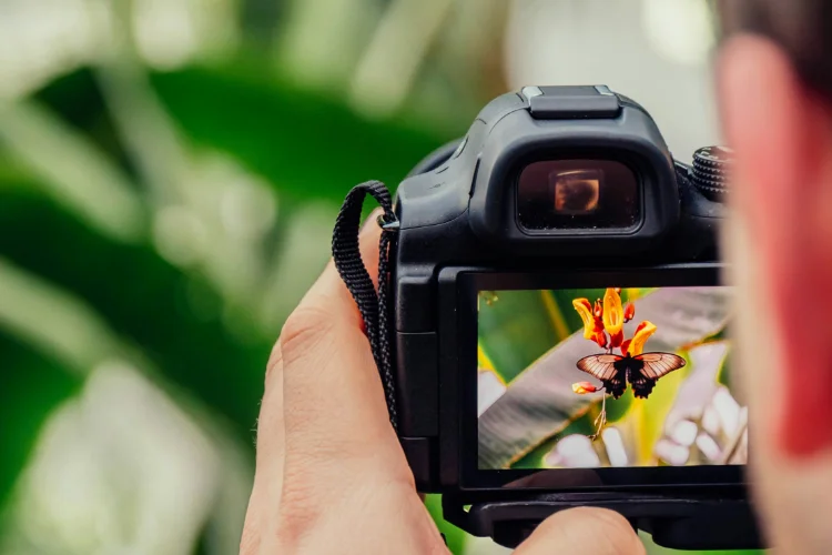 Close-up of a person taking a photo of a butterfly on an orange flower using a digital camera.