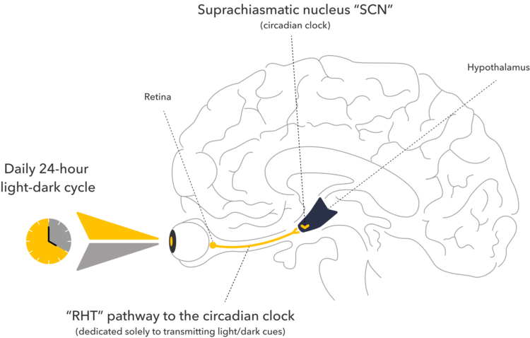 Light affecting the circadian clock in our brain