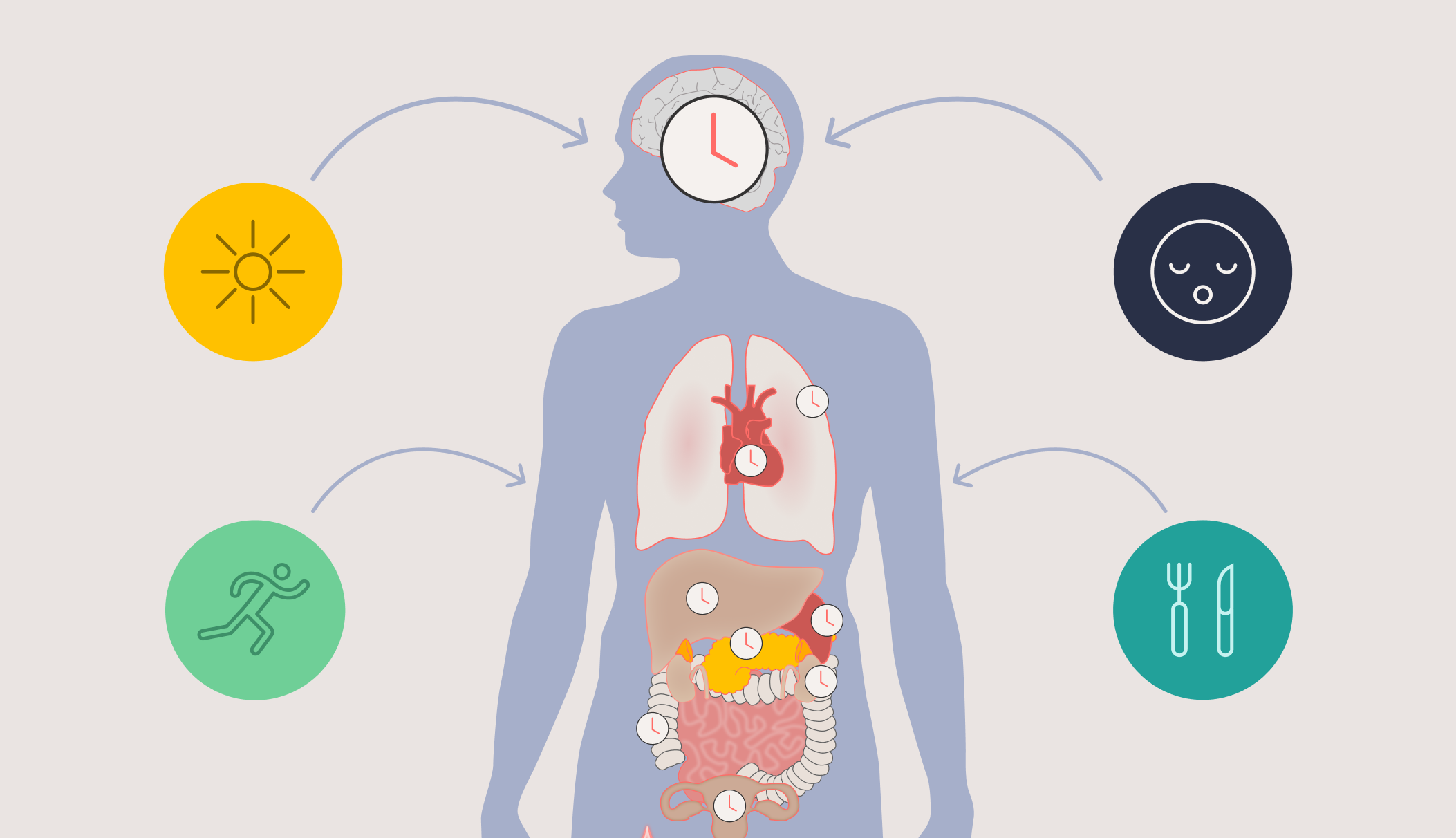 Do circadian rhythms affect longevity?