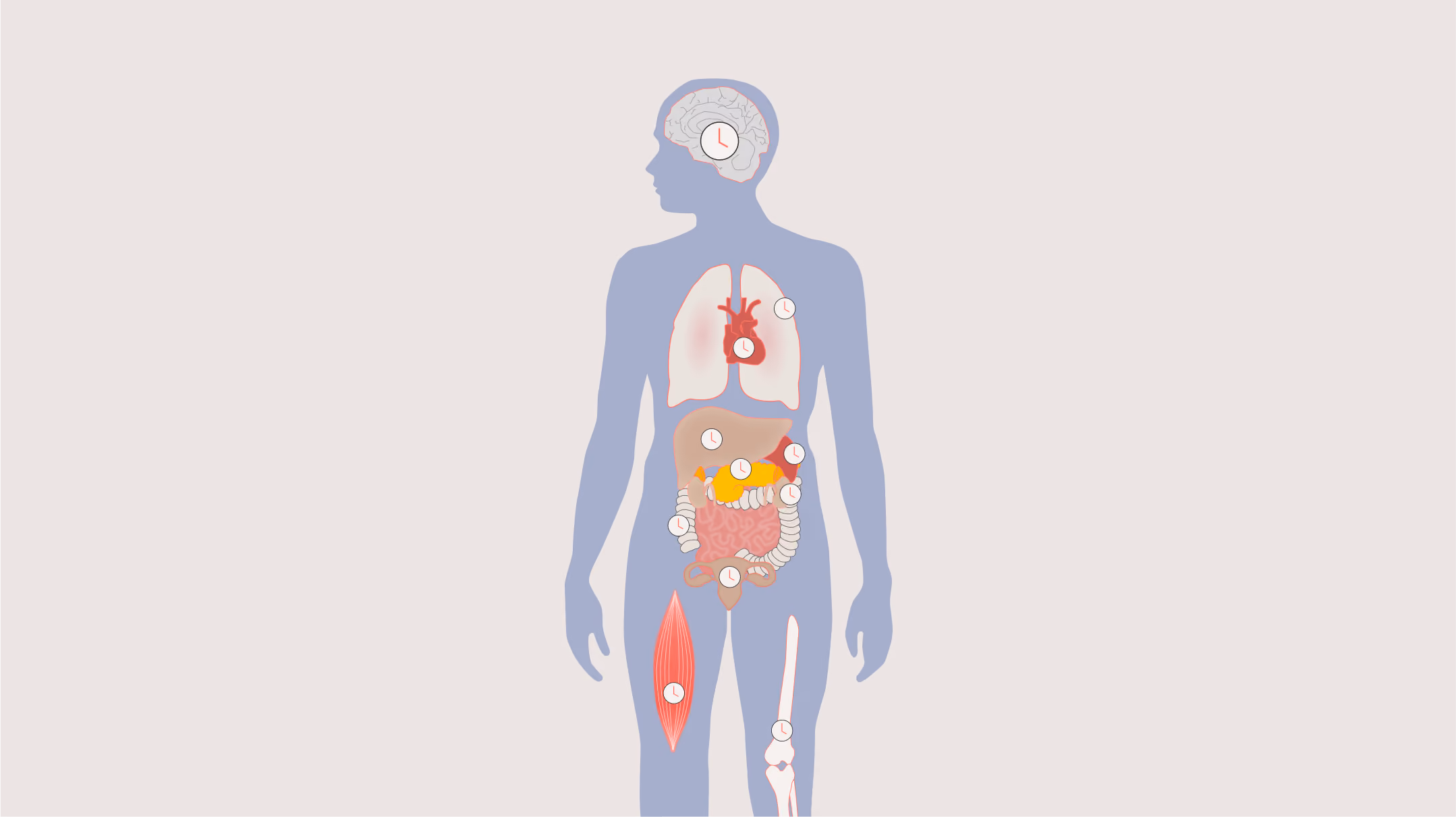 What are circadian rhythms?