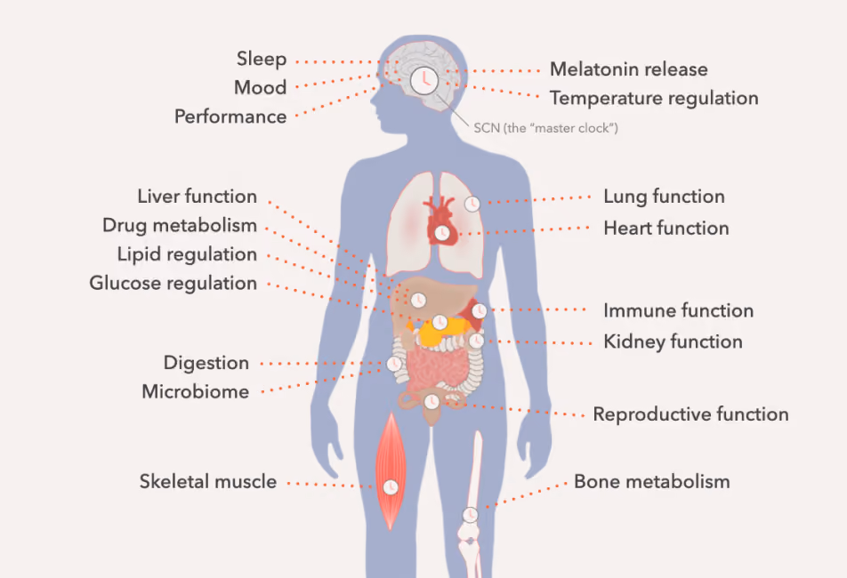 Circadian rhythms regulate nearly all of our biological systems