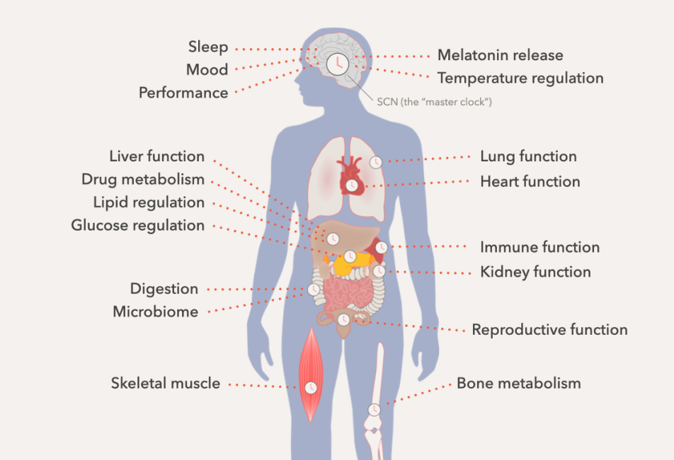 Circadian rhythms regulate nearly all of our biological systems
