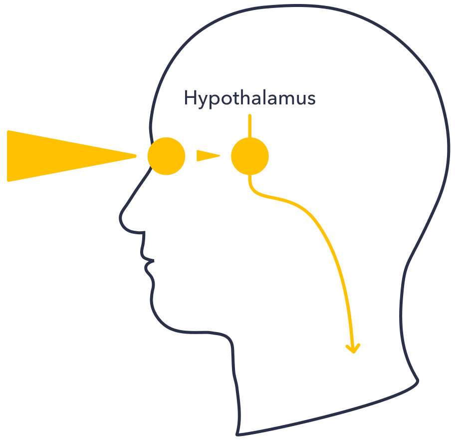 The central circadian clock is located in the hypothalamus in the brain