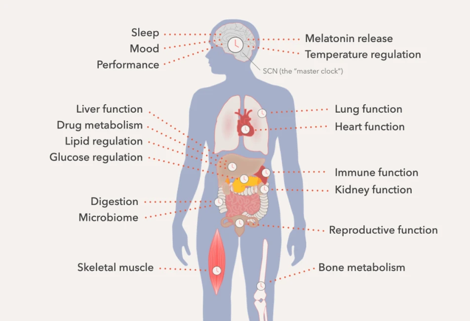 Diagram of the human body showing how circadian rhythms regulate sleep, metabolism, and nearly every organ