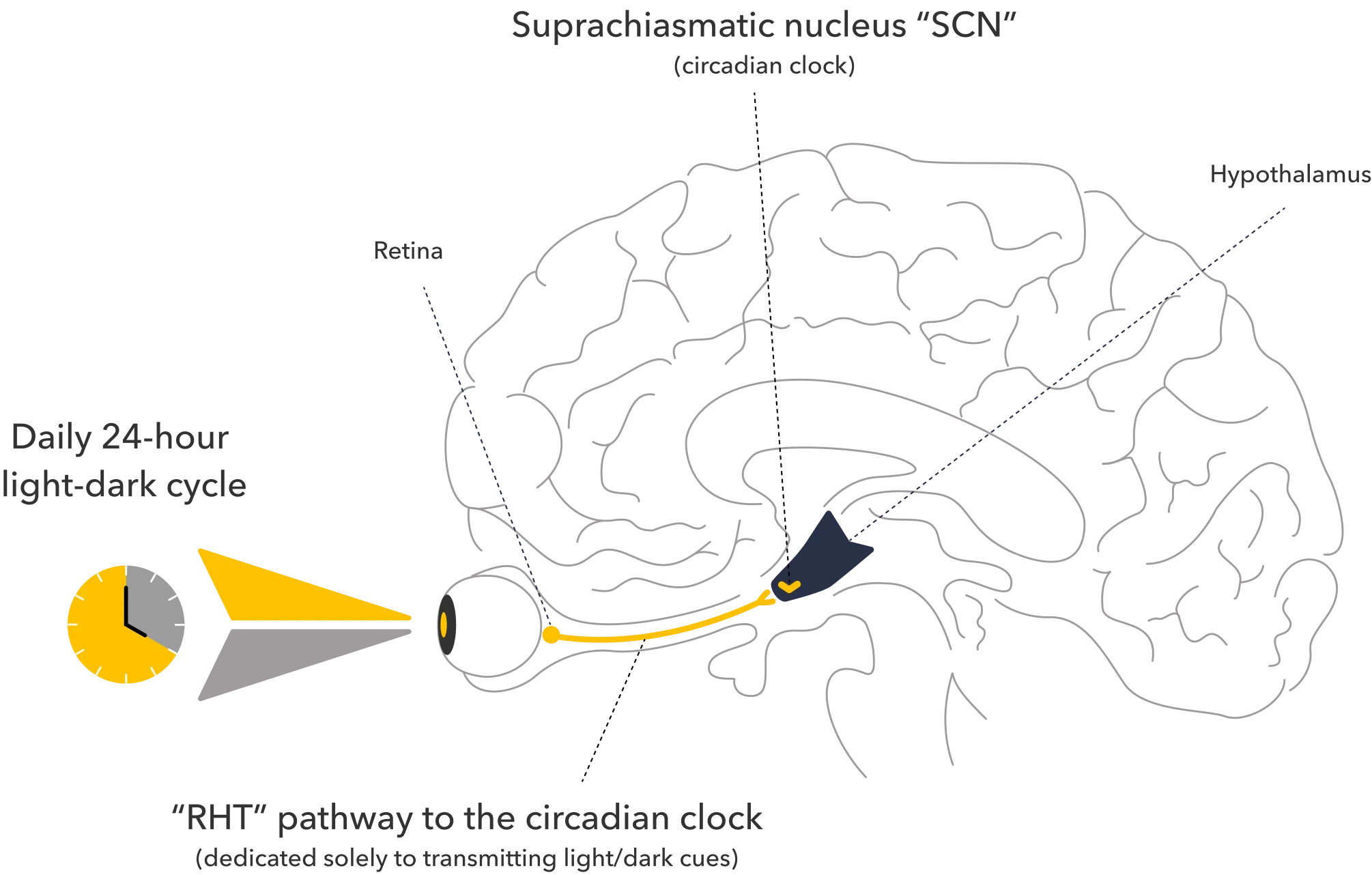 How light reaches the circadian clock in the brain via the retina and the retinohypothalamic tract